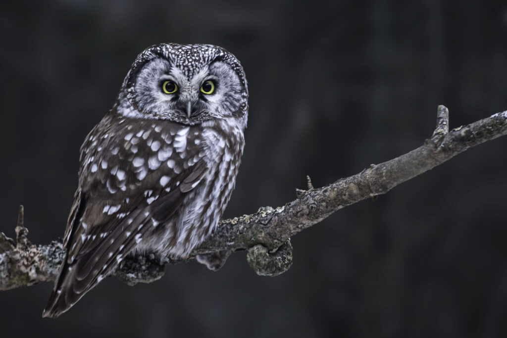 Hunting Boreal Owl, Aegolius funereus