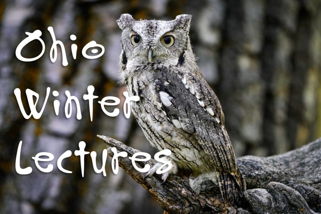 2025 OWL